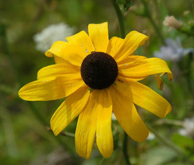 Rudbeckia+hirta.jpg